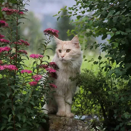 Pensjonat Stoffenbauer Ramsau am Dachstein