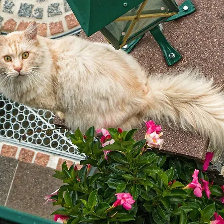 Stoffenbauer Pensjonat 3*