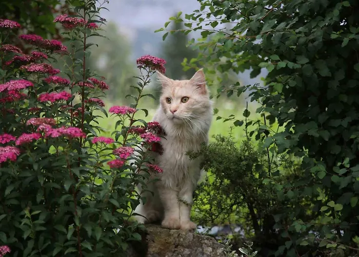 Gæstehus Stoffenbauer Ramsau am Dachstein