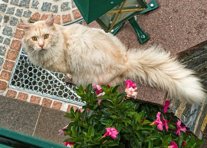 Stoffenbauer בית הארחה 3*